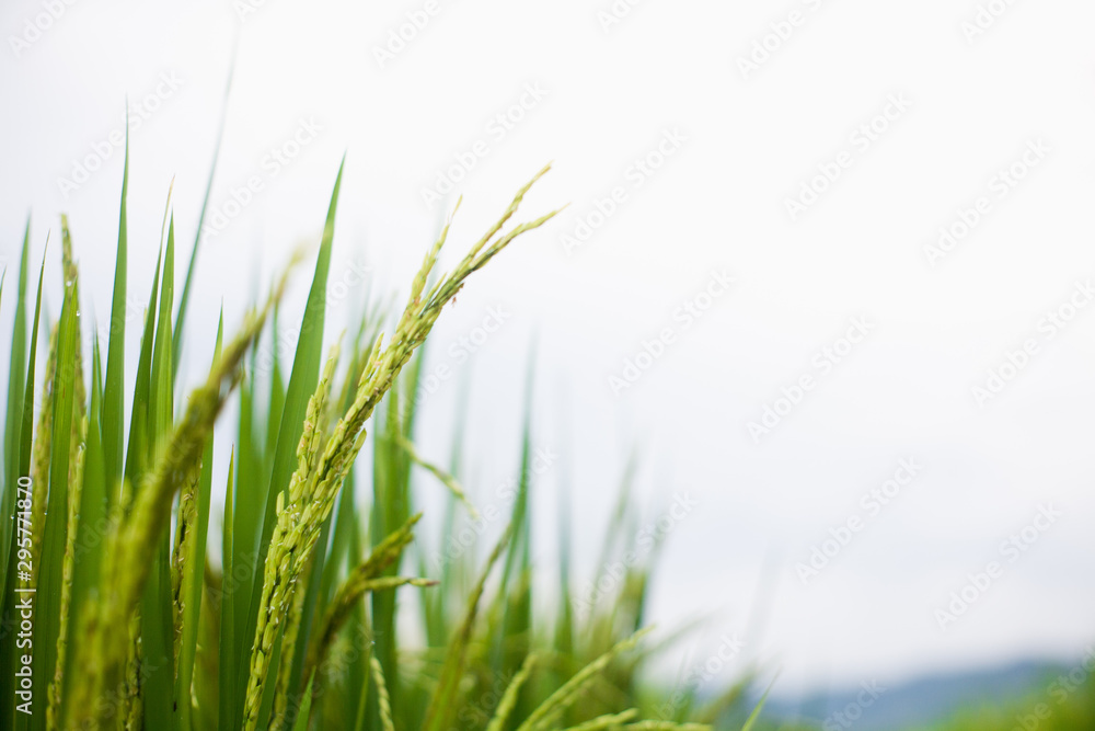 Naklejka premium The rice that is going to be yellow soon