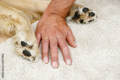 dog paw and human hand lying on on carpet in the house