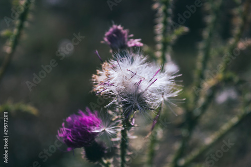 Thistle. Thistle seed. Floral background.