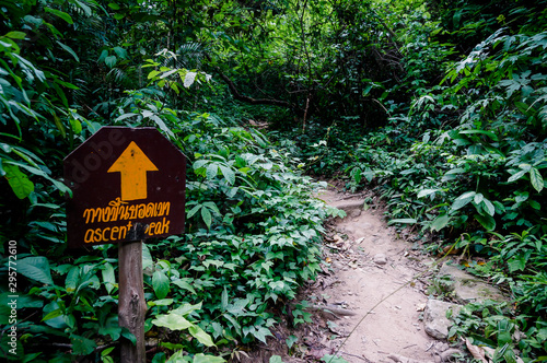 Trail through tall trees in a lush forest The cliff is a rocky layer with soil Adventurous trekking trail ravine forest landscape sunny summer day Ramkhamhaeng National Park, Sukothai, Thailand, photo