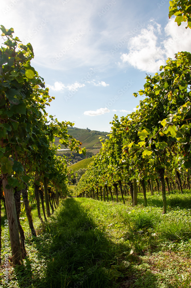 Naklejka premium Weinberge rund um Durbach, Ortenau