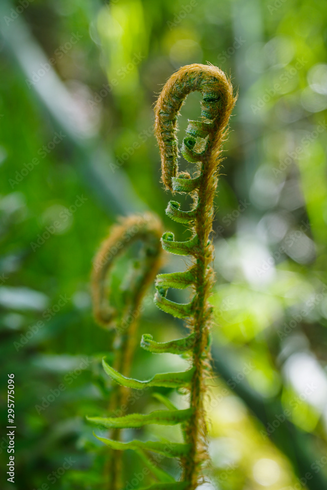 Close up macro photo of green curl plant fern blooming in the forest. Close up macro photo of green curl plant fern blooming in the forest.