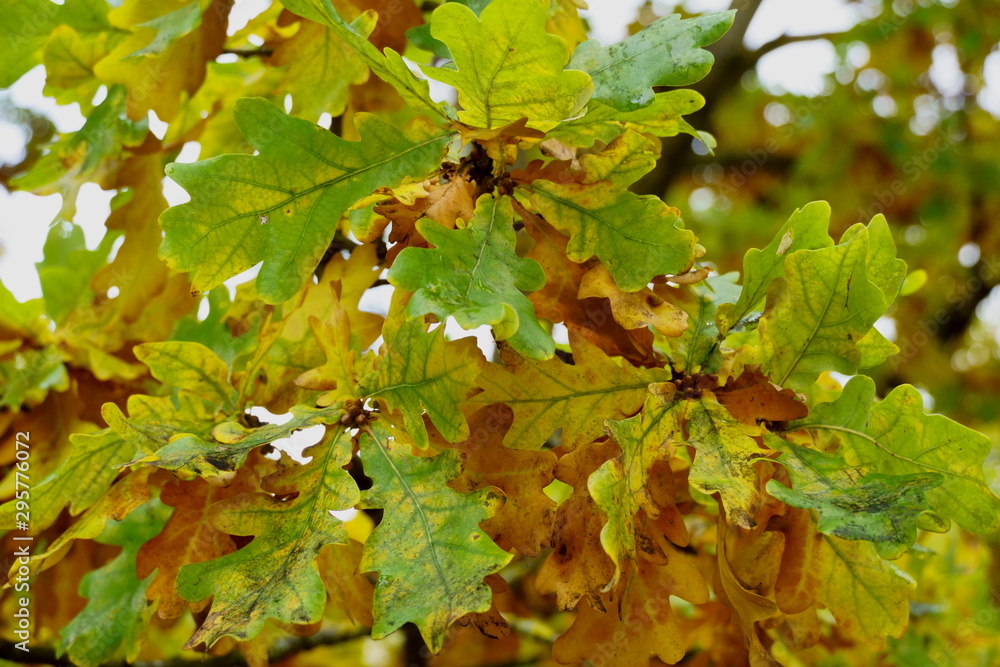 bright leaves of autumn oak, yellow-green on a tree. bright leaves of autumn oak, yellow-green on a tree.