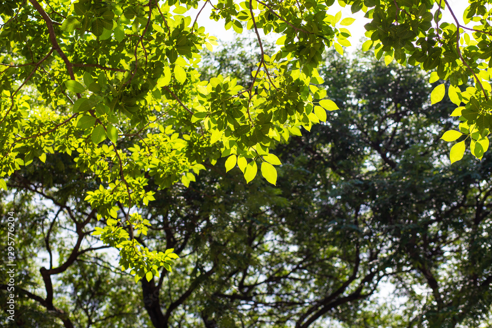 Fototapeta premium Green tree leaf with blurred green foliage sunlight background