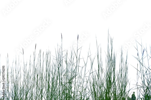 Wild grass with leaves and flower blossom growing in field on white isolated background for green foliage backdrop in a field 