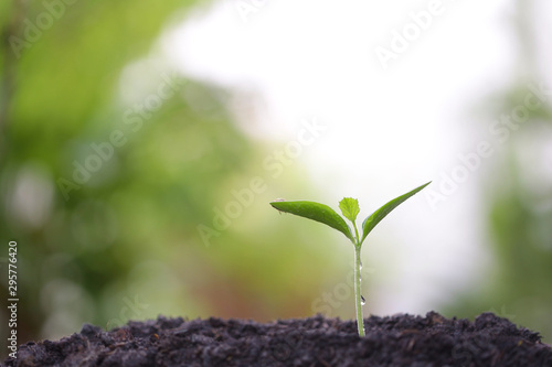 Growing green pumpkin plants in the morning with bokeh nature background 