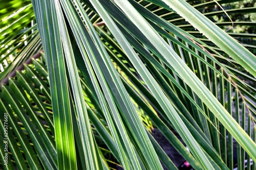 palm tree on background of blue sky