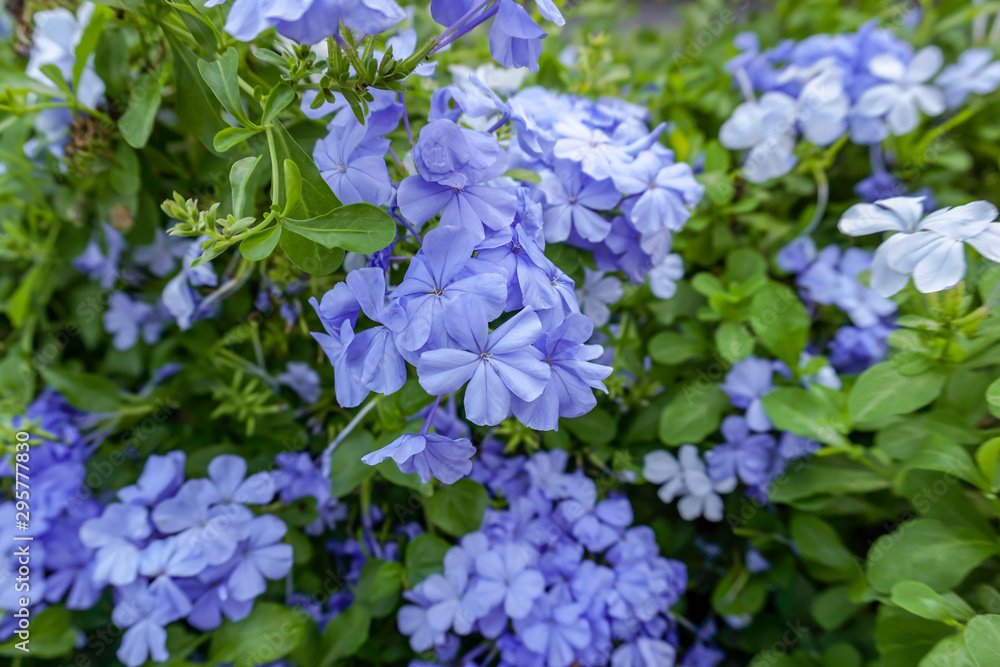 Cape leadwort flowers in the garden Cape leadwort flowers in the garden