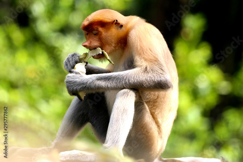 A proboscis monkey (Nasalis larvatus) is seen on a tree in a mangrove conservation forest in Tarakan, North Borneo, Indonesia. photo