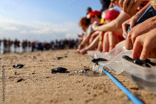 Tiny baby turtle on the beach