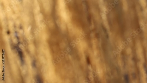 Defocused backlit yellow grasses moving in a breeze slow motion 120 fps