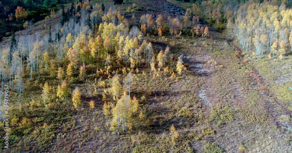 Colorado aspen groves backlit by evening sun in this high altitude location. Colorado aspen groves backlit by evening sun in this high altitude location.