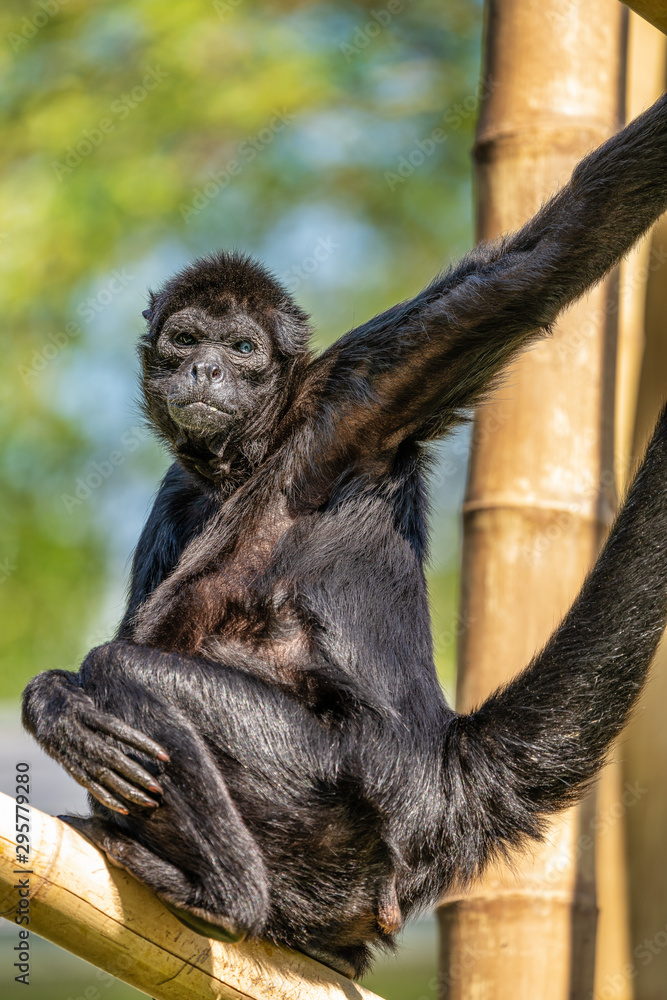 Naklejka premium The black-headed spider monkey, Ateles fusciceps is a species of spider monkey