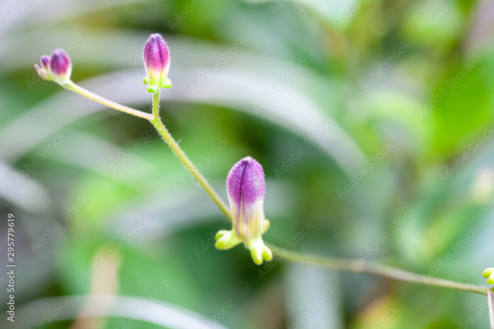 Toadlily / lily / ホトトギス Toadlily / lily / ホトトギス