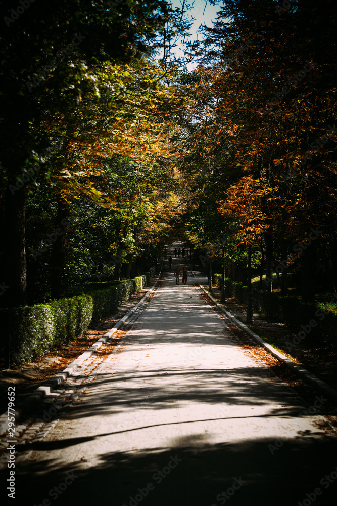 road street through the autumn forest. colorful leaves and trees in fall season of europe. autumn fine art photography. soft light indian summer tone. vibrant color. travel journey icon theme concept