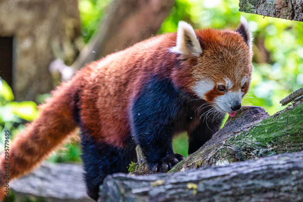Fototapeta premium The red panda, Ailurus fulgens, also called the lesser panda.