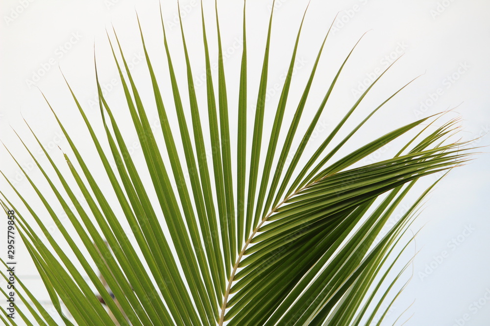 Fototapeta premium Green coconut tree leaves / pinnate leaves or coconut fond with white and sky background on closeup and it looks scenery