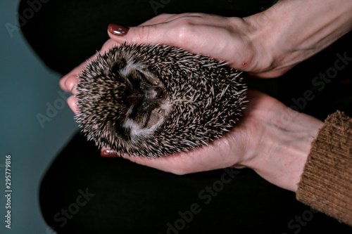 small hedgehog curled into a ball in female hands