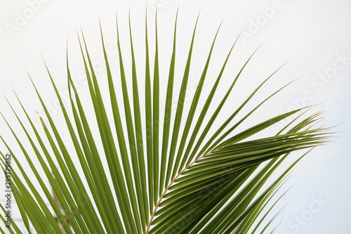 Green coconut tree leaves   pinnate leaves or coconut fond with white and sky background on closeup and it looks scenery