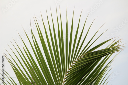 Green coconut tree leaves   pinnate leaves or coconut fond with white and sky background on closeup and it looks scenery