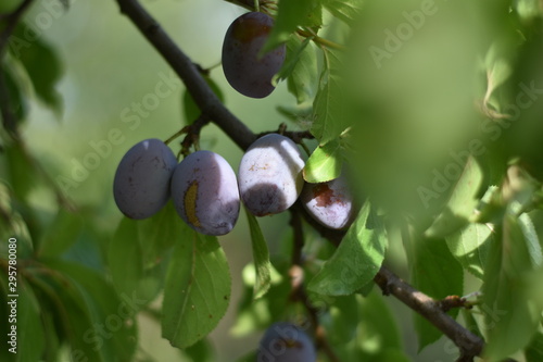 Reife Zwetschgen (Prunus domestica subsp. domestica)