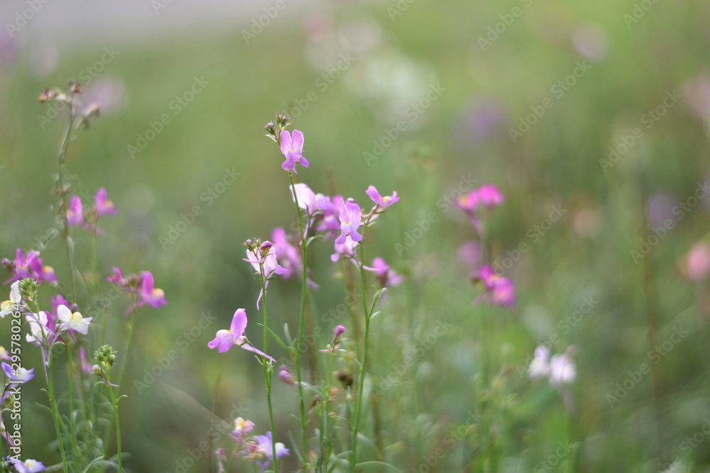 Wildblumenwiese Wildblumenwiese
