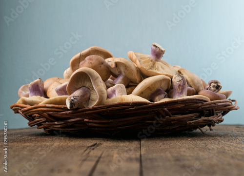 Lepista saeva mushrooms in a wicker dish on the table side view close-up