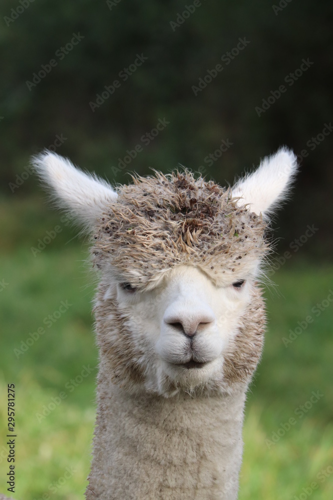 alpaca in front of the background