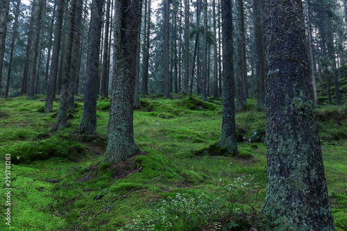 Wallpaper Mural forest with moss on the ground Torontodigital.ca