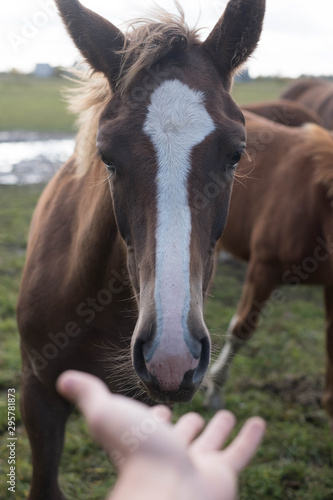 happy hairy horse face. Horses and humans. portrait of horse. horse head with man's hand. Touch of the friendship between man and horse in the stable. © Nycowl