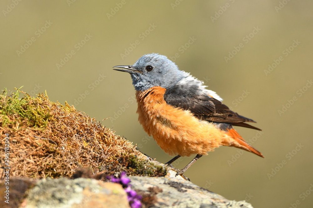 Fototapeta premium Roquero rojo