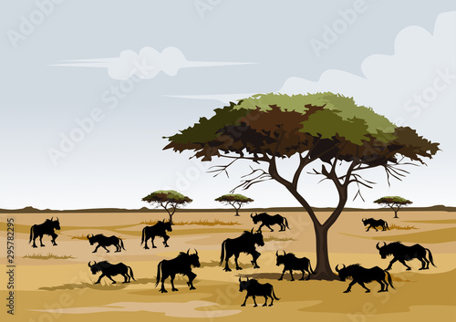 savana on africa for background and image illustartion