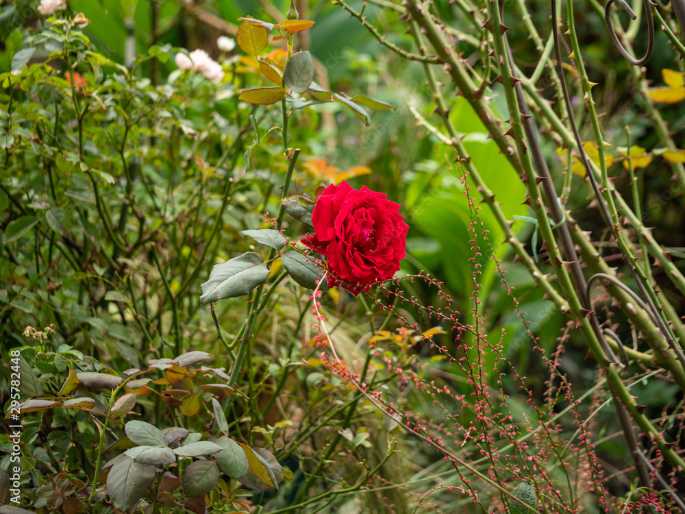 custom made wallpaper toronto digital rose / cultivars / Winschoten /ウィンショッテン