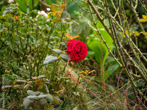 Wallpaper Mural  rose / cultivars / Winschoten /ウィンショッテン Torontodigital.ca