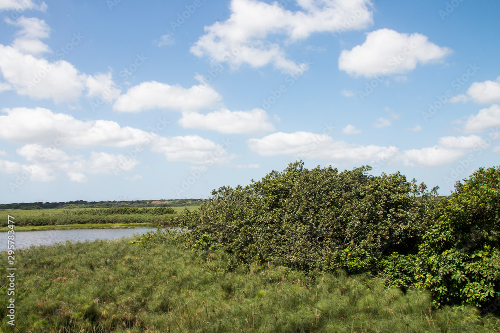 River with Dense Papyrus Reeds and Vegetation on Banks River with Dense Papyrus Reeds and Vegetation on Banks