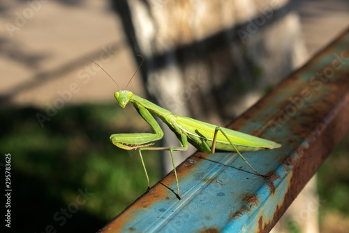 A green big mantis sitting on an old rusty metal railing