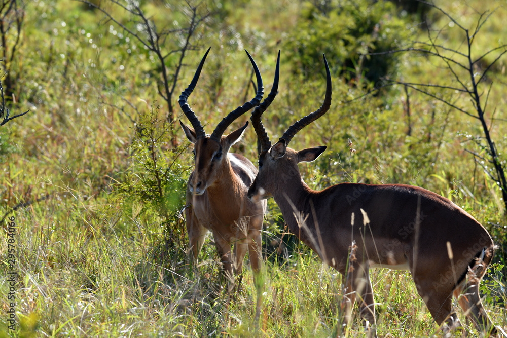 south african antelopes on table mountain south african antelopes on table mountain