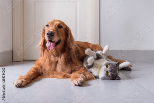 British shorthair and golden retriever friendly photo