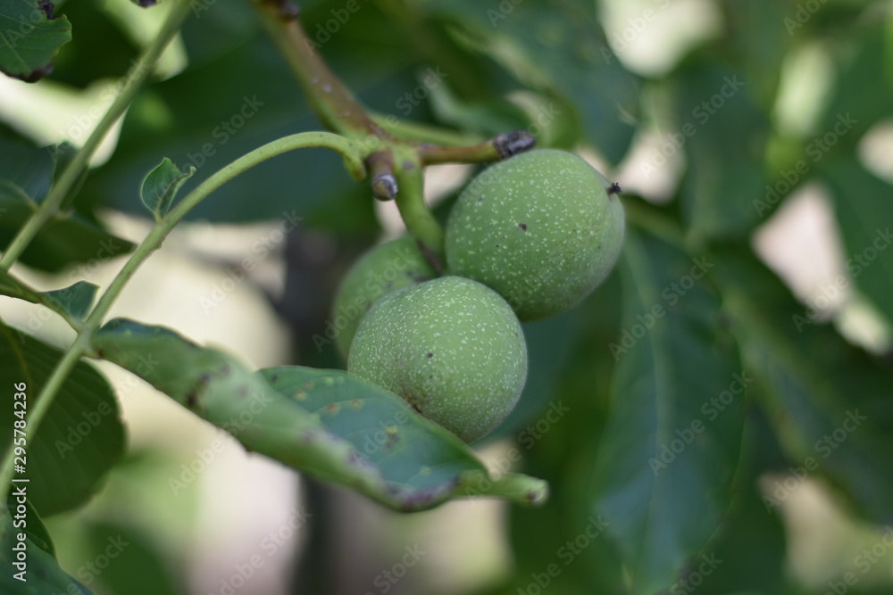 Echte Walnuss (Juglans regia) - grüne Fruchthüllen Echte Walnuss (Juglans regia) - grüne Fruchthüllen