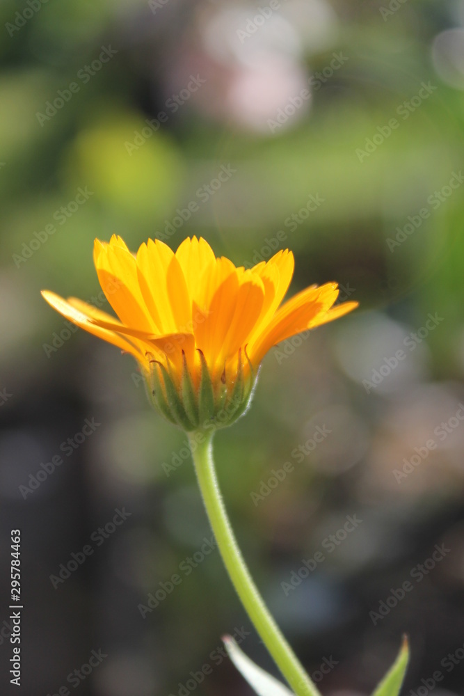 yellow flower of calendula on a green background yellow flower of calendula on a green background