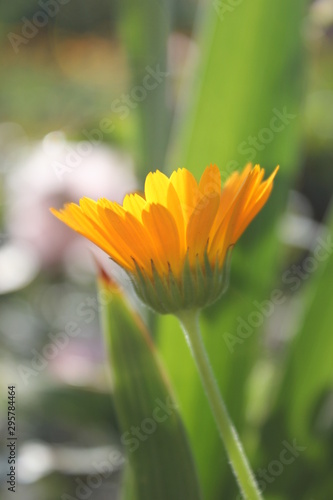 yellow flower of calendula