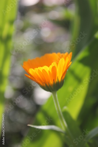 orange flower on green background