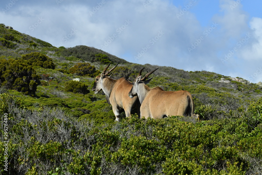 south african antelopes on table mountain