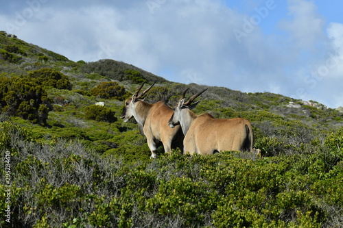 south african antelopes on table mountain © константин константи