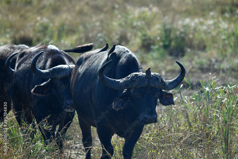 Naklejka premium south african buffalo on table mountain