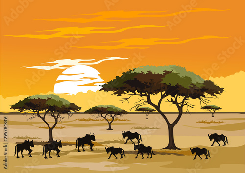 savana on africa for background and image illustartion