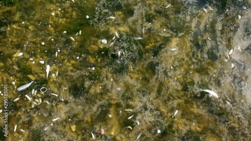 Polluted pond with lots of dead fish on the surface and dirt. Top view, camera moves from bottom to top.