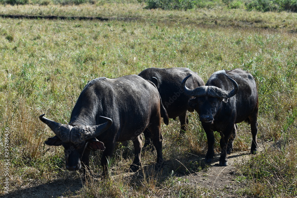 south african buffalo on table mountain south african buffalo on table mountain