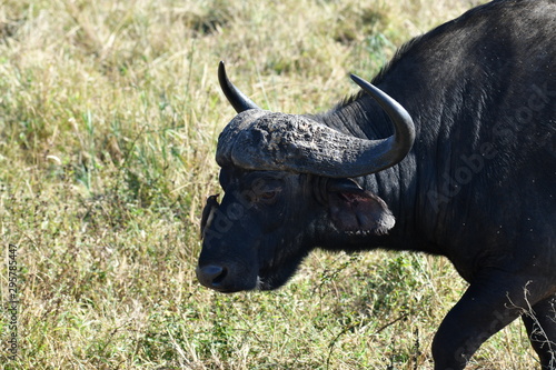 south african buffalo on table mountain © константин константи