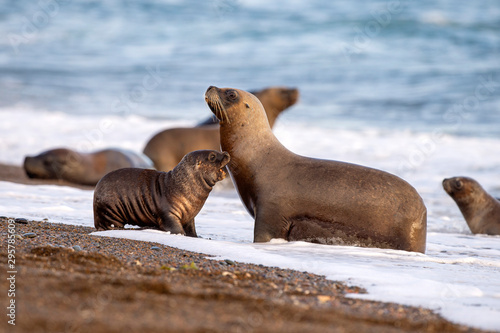 sea lion on the beach in Patagonia mother and baby photo
